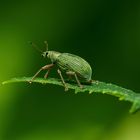 Green Weevil