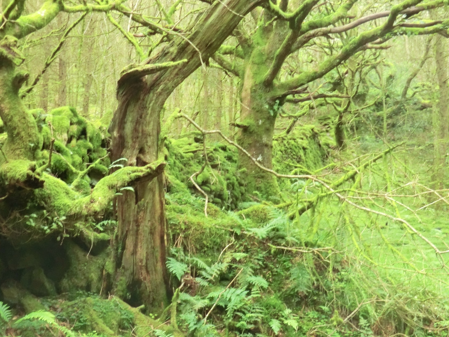 Green Welsh forest