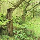 Green Welsh forest