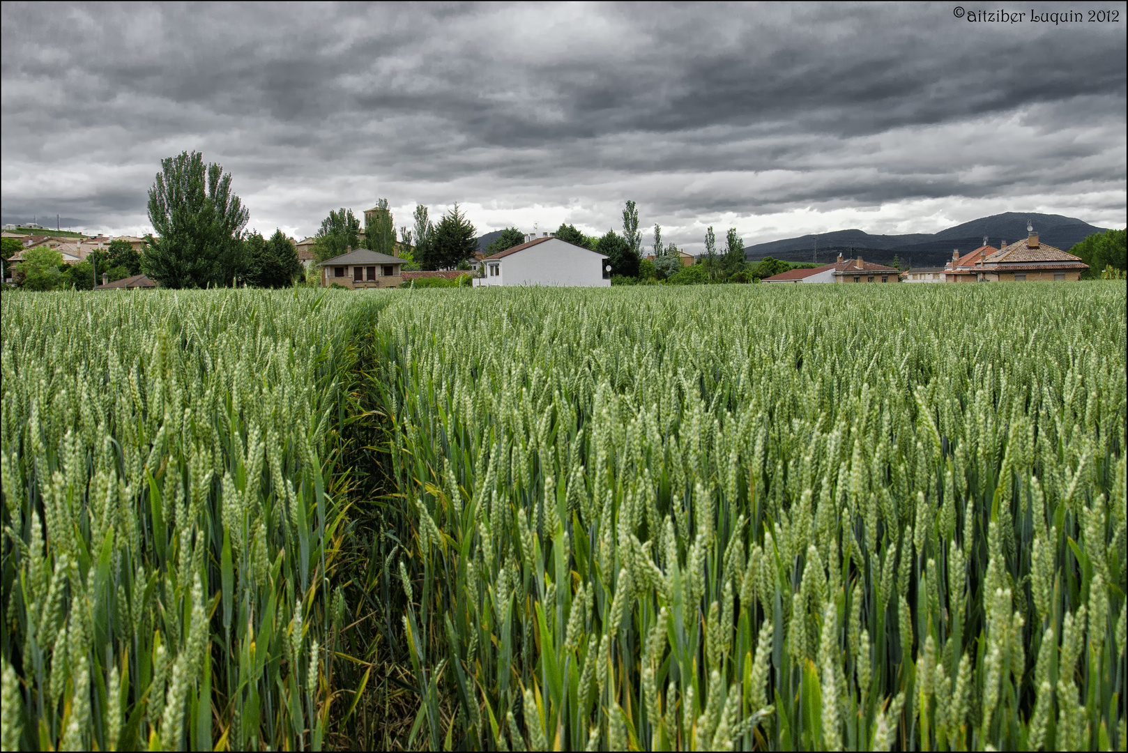 Green wheat field