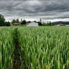 Green wheat field