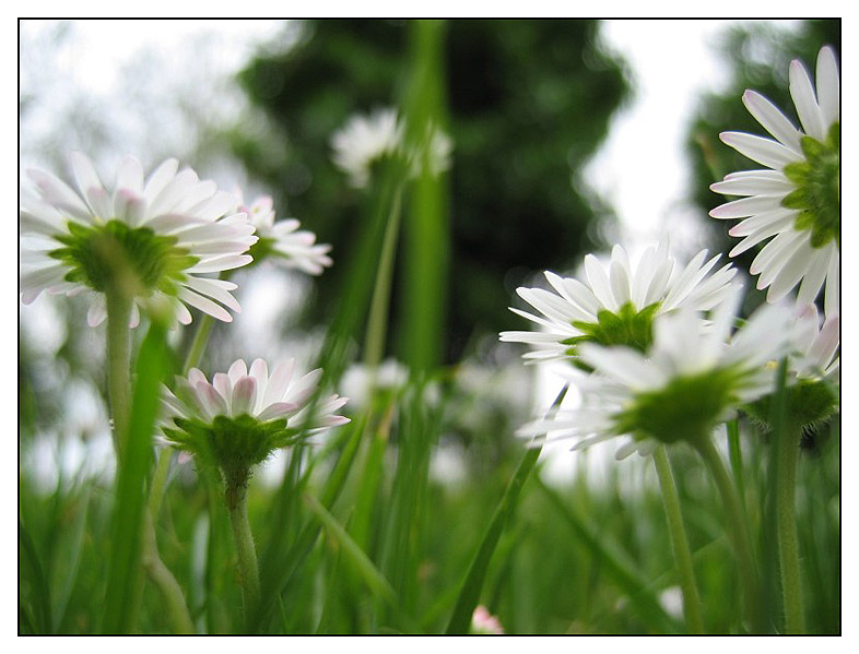 green & white