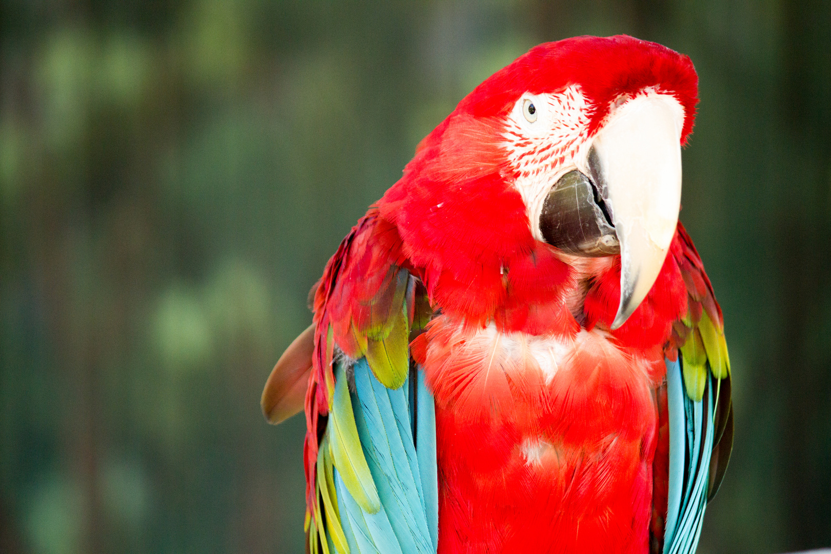 Green-winged Macaw