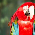 Green-winged Macaw