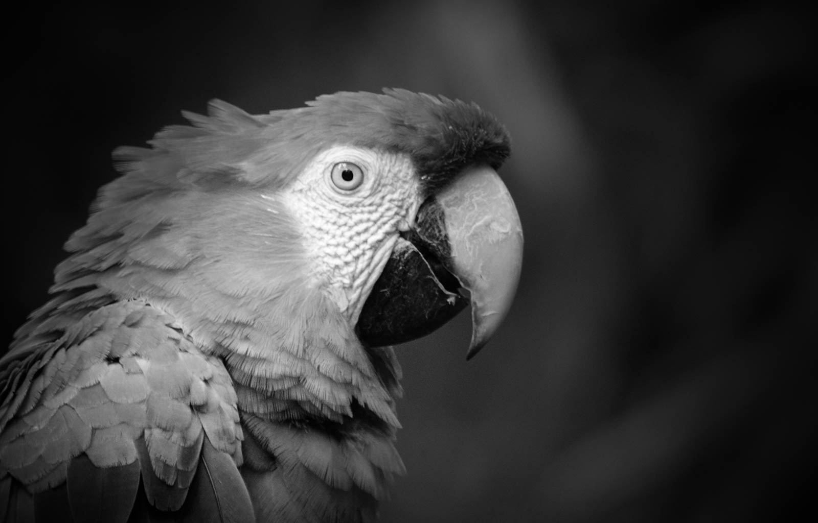 Green-winged macaw - BW