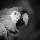 Green-winged macaw - BW