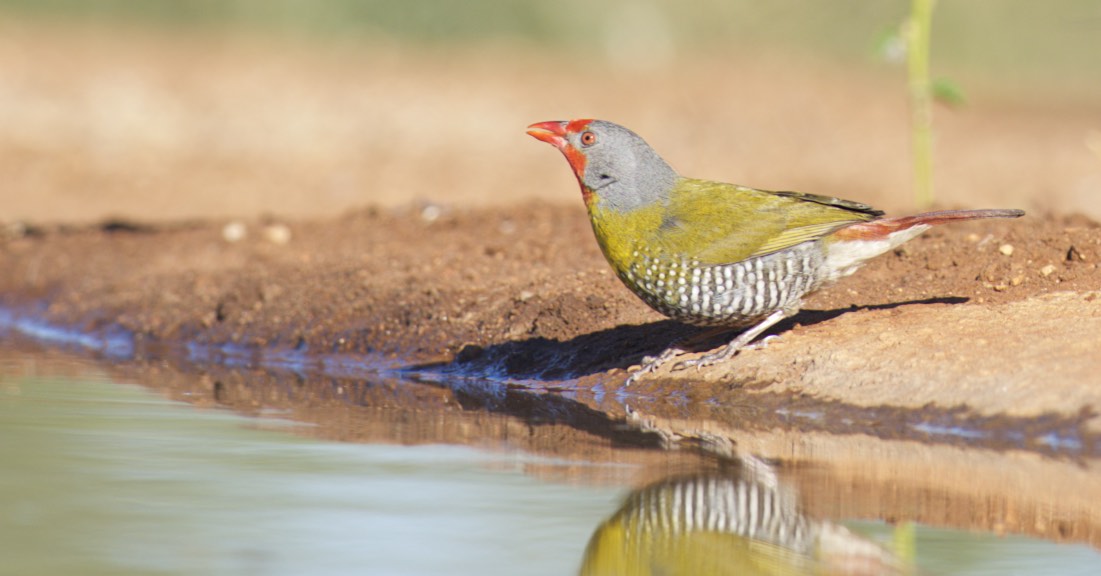 green winged pytilia 