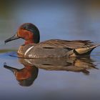 green-winged teal 