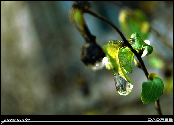 green winter - one from the series... ( yellow, green, red )