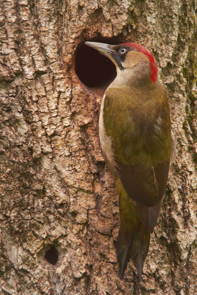 Green Woodpecker