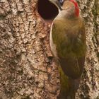 Green Woodpecker