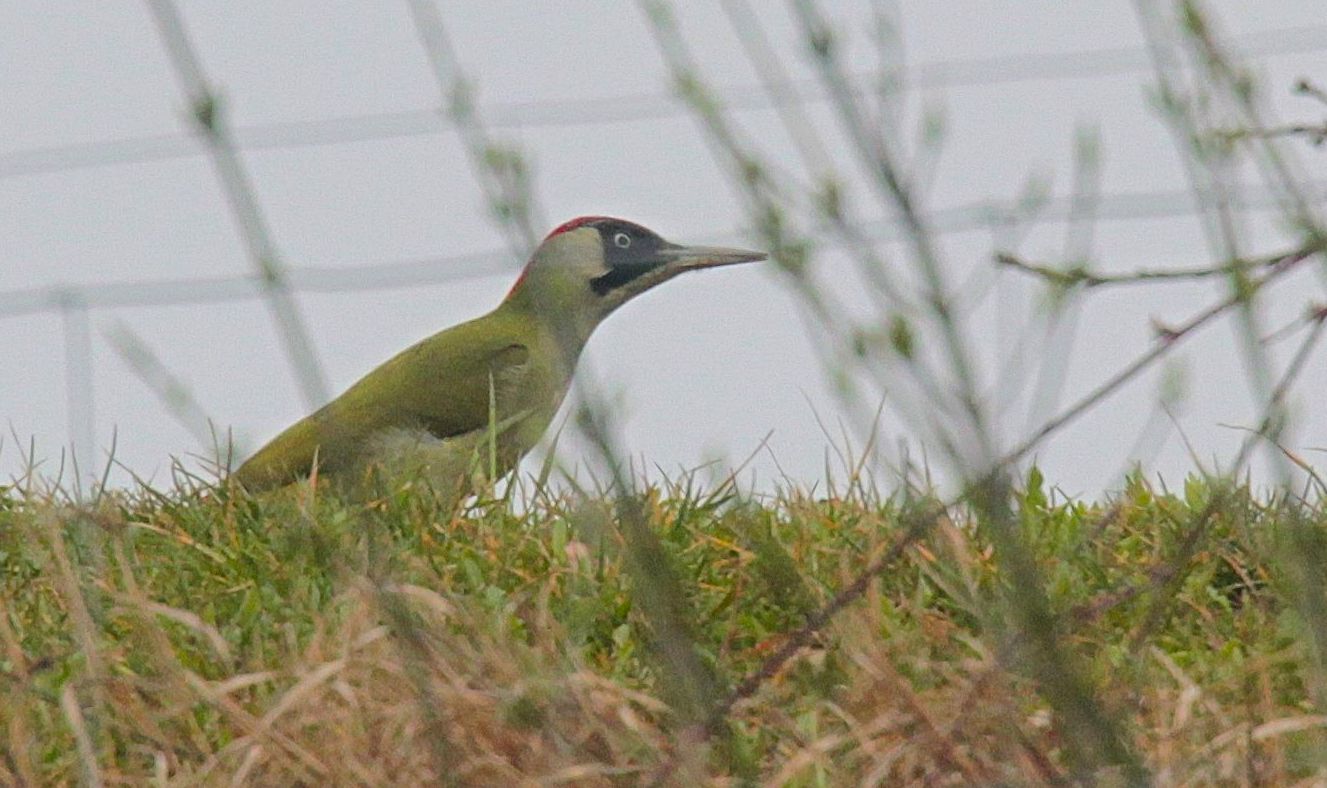 Green Woodpecker