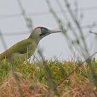 Green Woodpecker