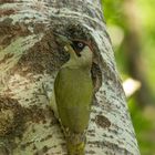 Green Woodpecker