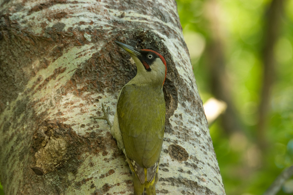 Green Woodpecker