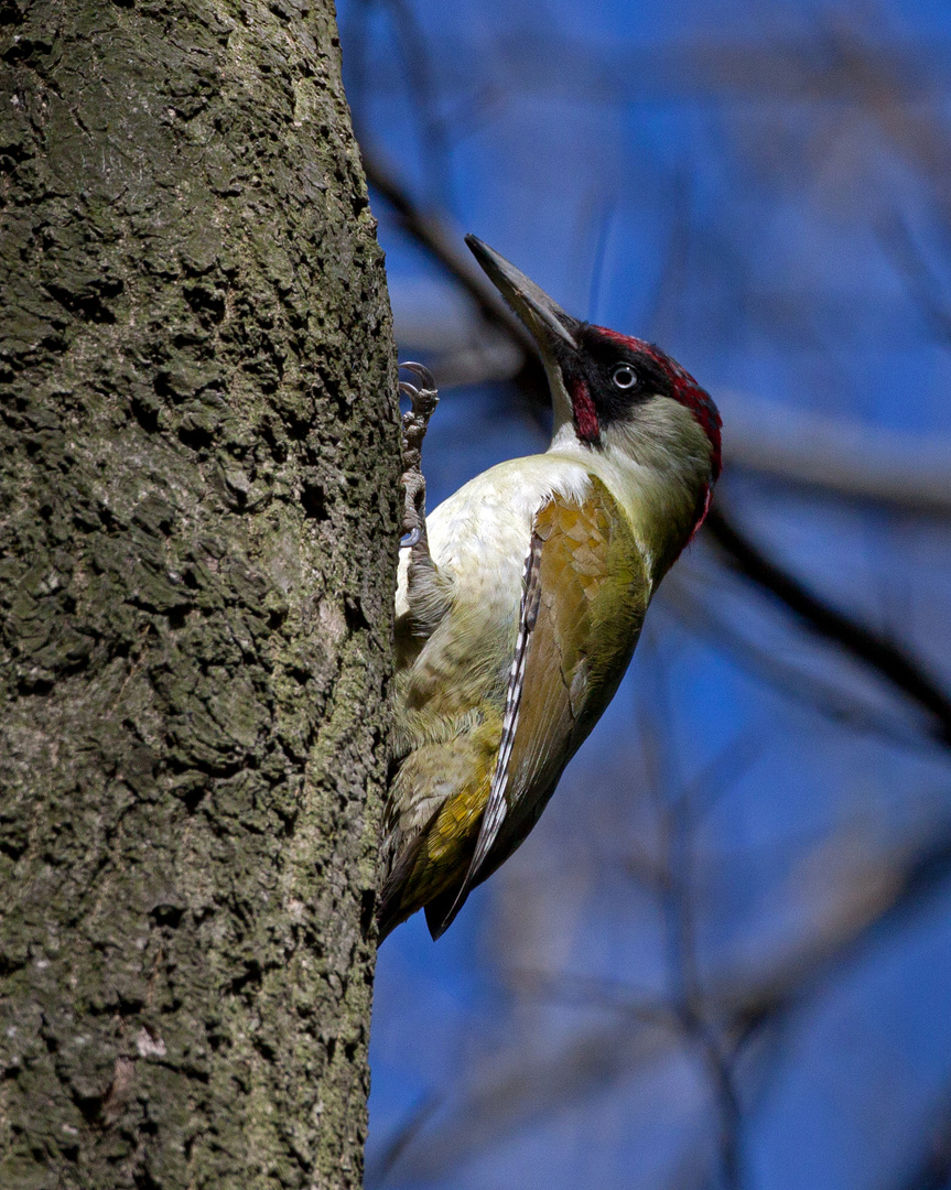 green woodpecker