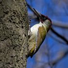 green woodpecker