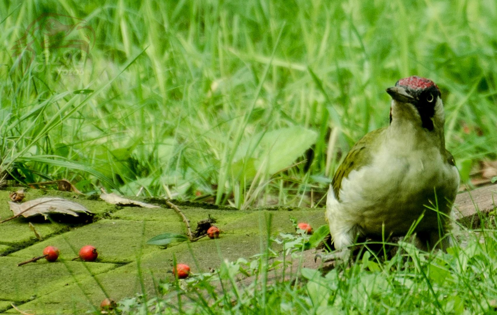 Green Woodpecker