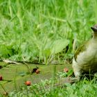 Green Woodpecker