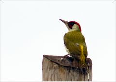 Green Woodpecker