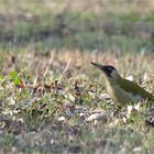 Green Woodpecker