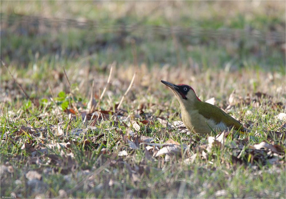 Green Woodpecker