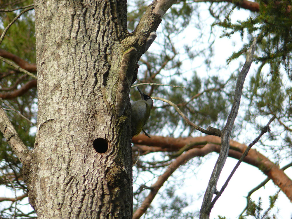 Green Woodpecker