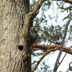 Green Woodpecker