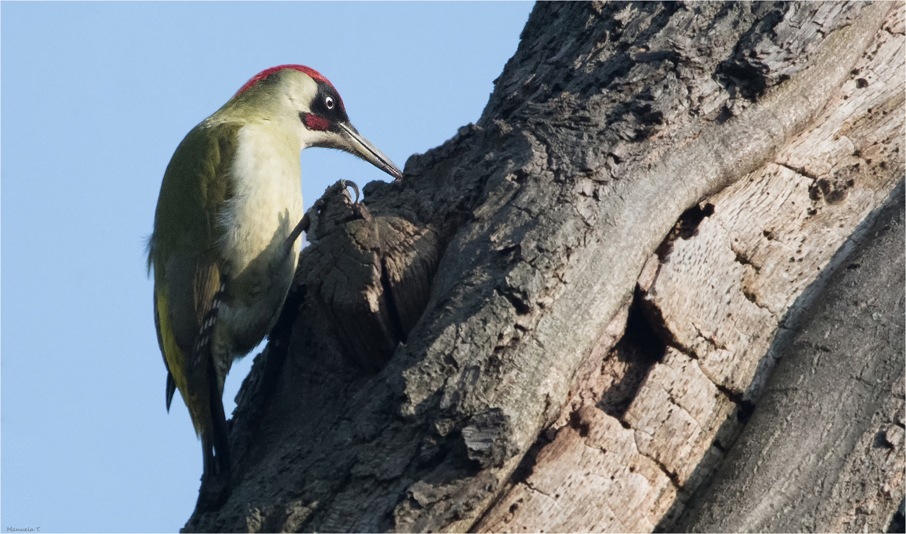 Green woodpecker