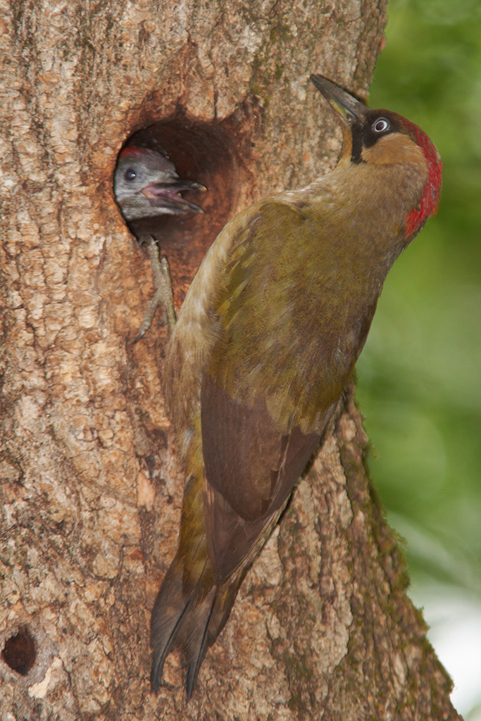 Green Woodpecker + kid