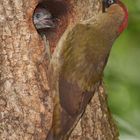 Green Woodpecker + kid