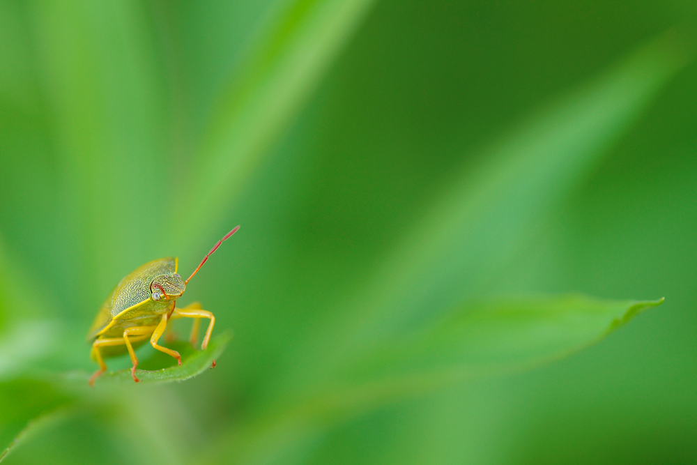 green world