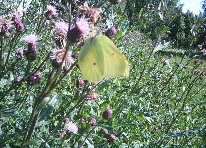 Green/ Yellow butterfly