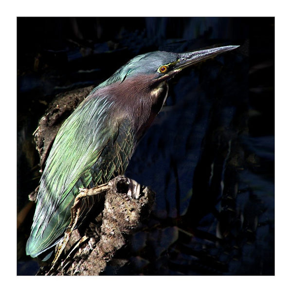 Greenback Heron II