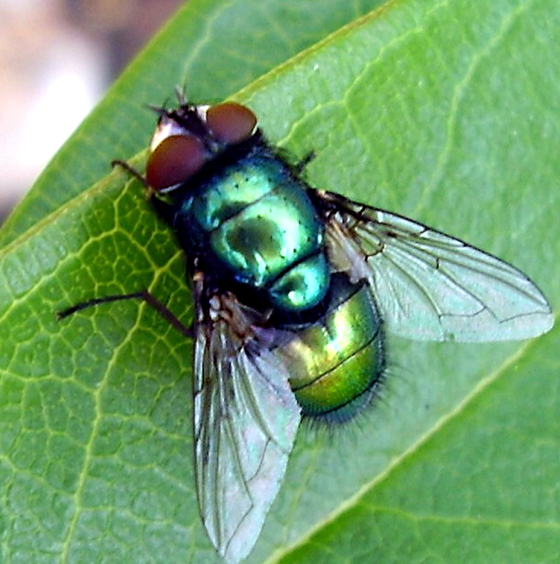 Greenbottle