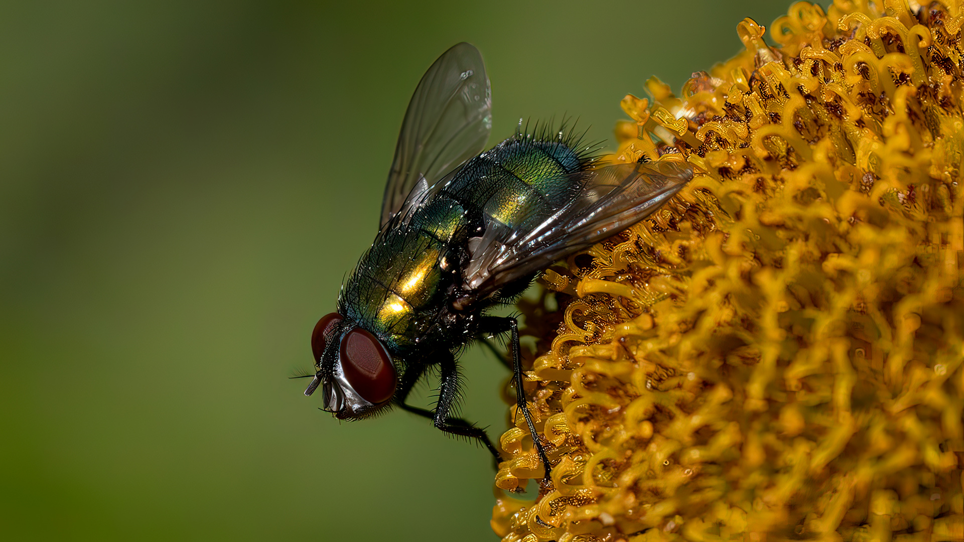 Greenbottle Fly