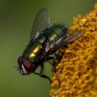 Greenbottle Fly