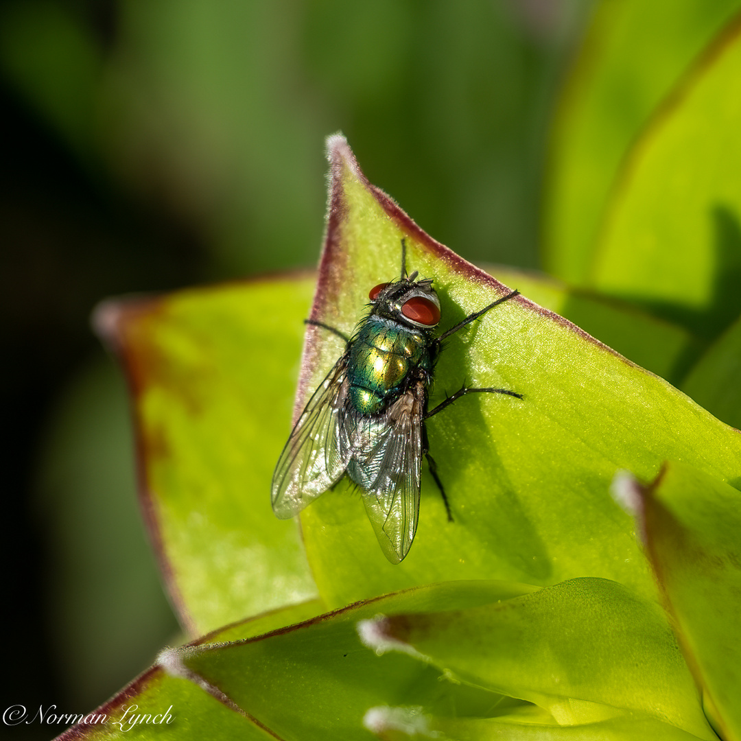 Greenbottle (lucilia caesar)_