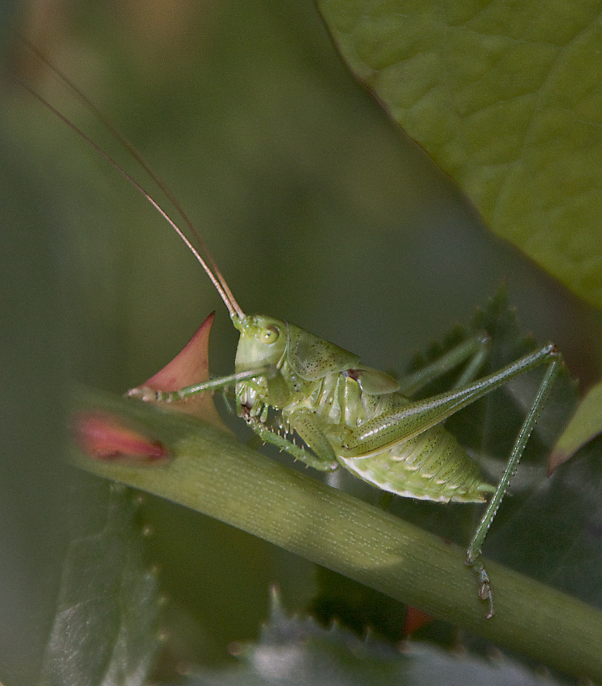 greenboy die dritte