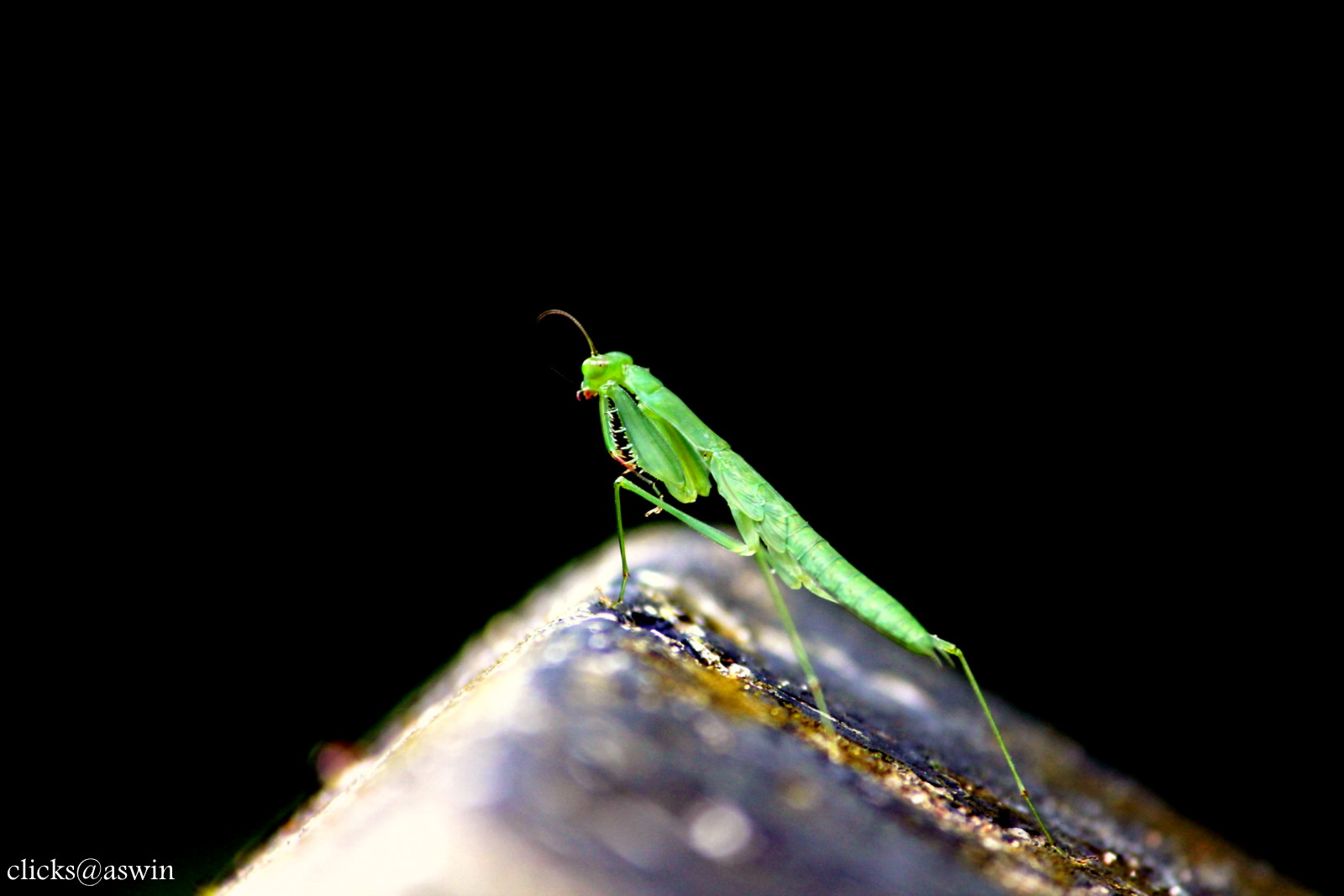 Greenbug