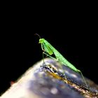 Greenbug