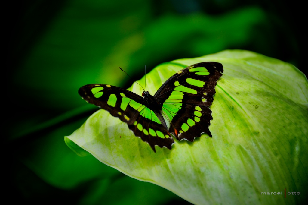 Greenbutterfly