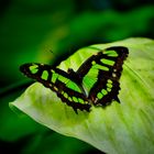 Greenbutterfly