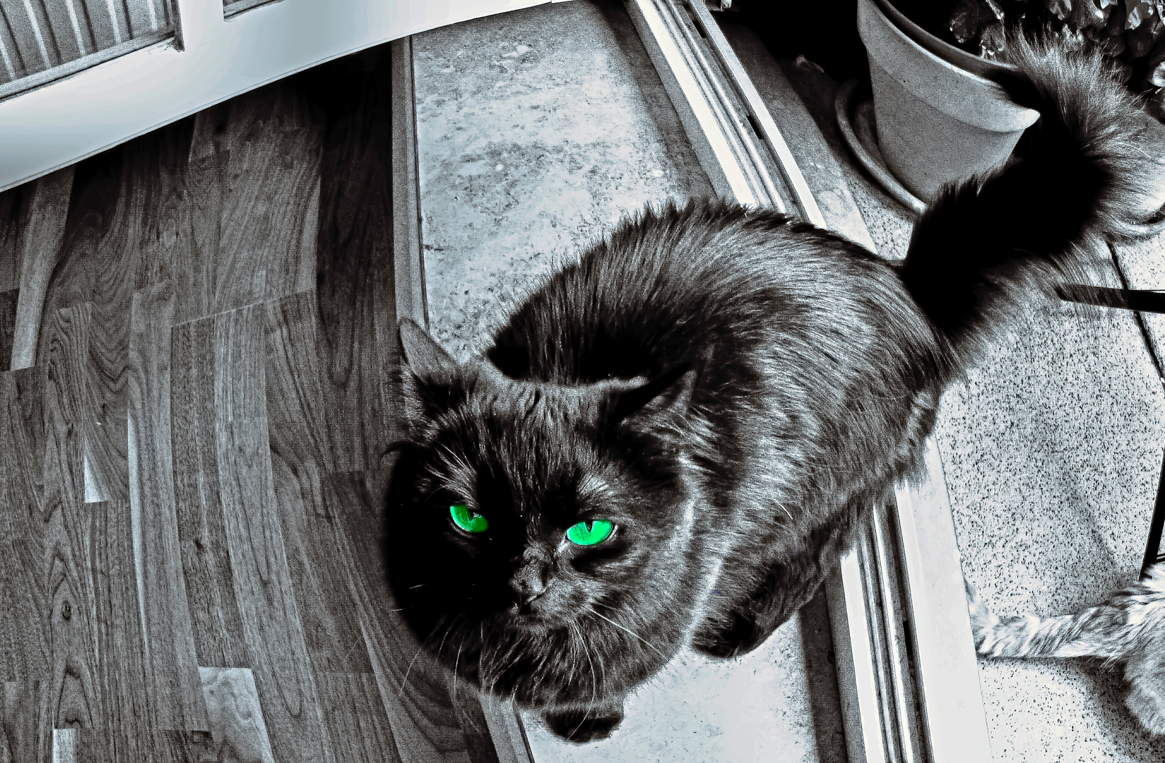 Greeneyed Cat