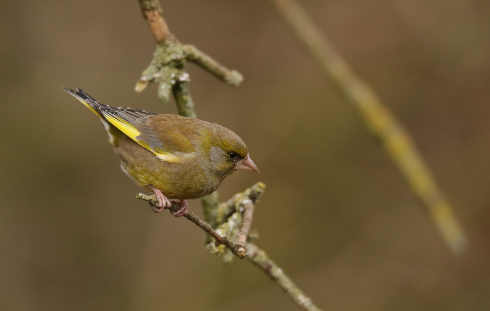 Greenfinch