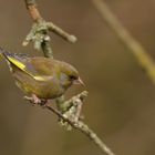 Greenfinch