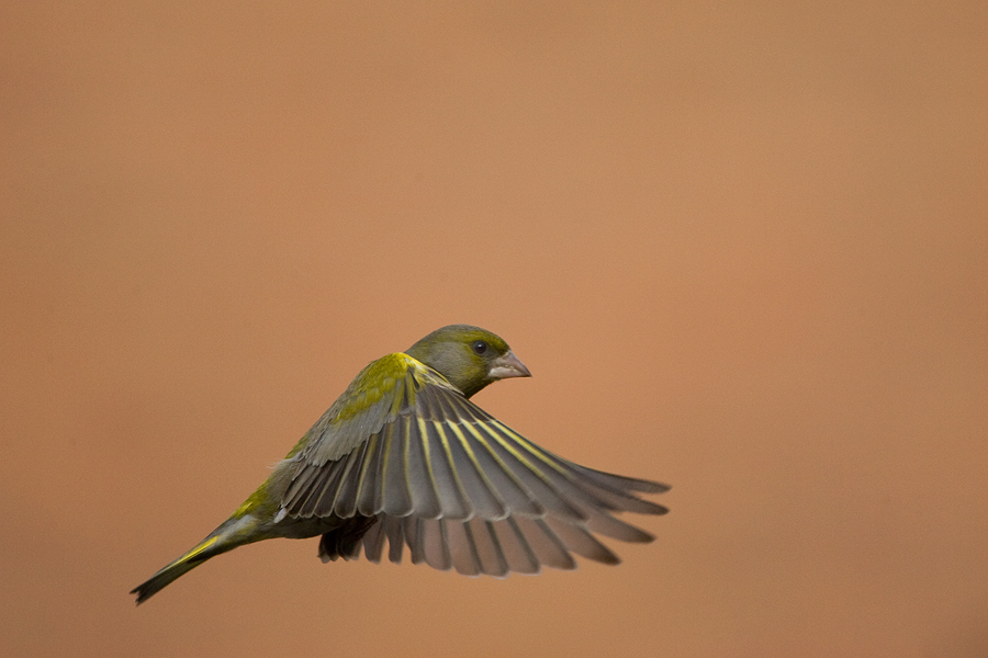 Greenfinch