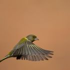 Greenfinch