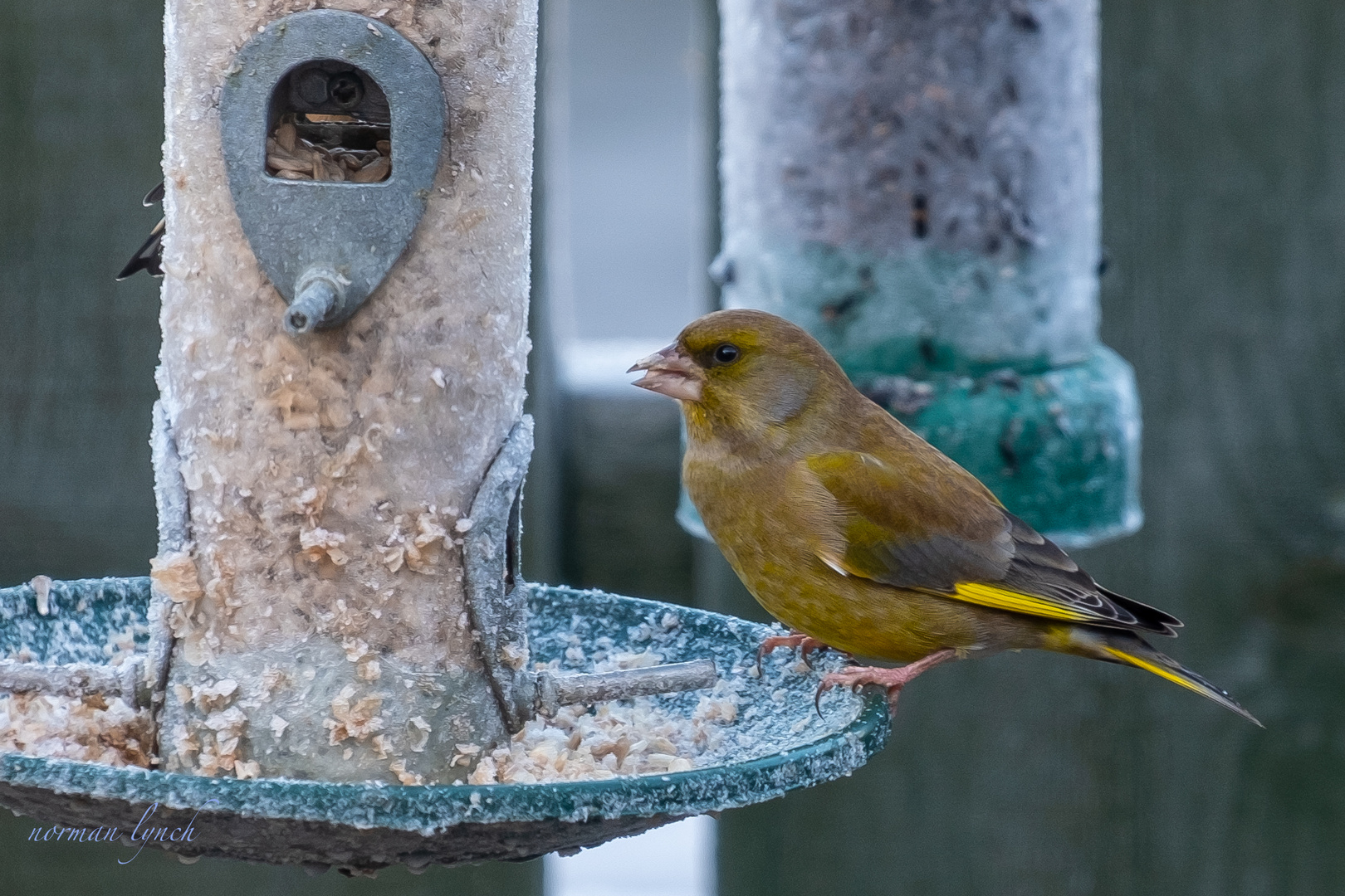 Greenfinch. (Carduelis chioris)