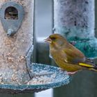 Greenfinch. (Carduelis chioris)